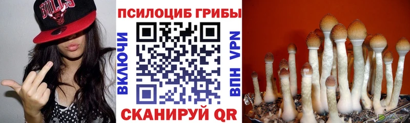 Купить где  Кириши  Галлюциногенные грибы Psilocybe 